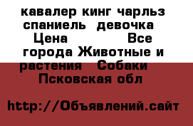  кавалер кинг чарльз спаниель -девочка › Цена ­ 45 000 - Все города Животные и растения » Собаки   . Псковская обл.